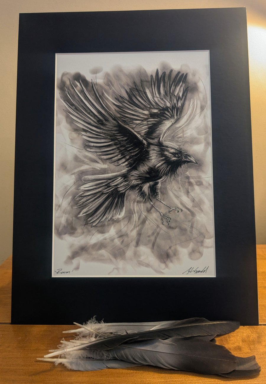 Raven in Flight 1 - an A3 or A4 signed print of an original drawing