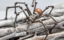 Bugs And Spiders