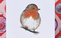 Bird Cards