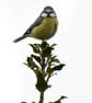 4 Blue Tit Greetings Cards - Ethically Made - Image 6