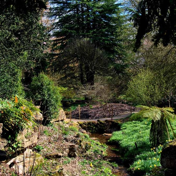 Batsford Arboretum Cotswolds Moreton In Marsh Photograph Print