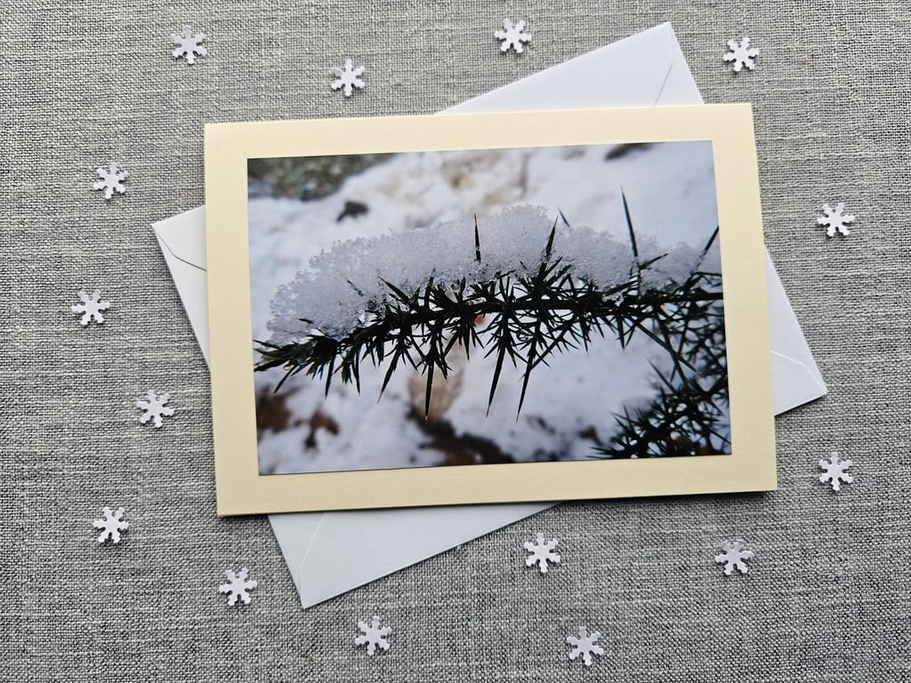 Snow covered Gorse Large Blank Photographic Card Size 7" x 5" (18cm x 12.5cm)