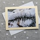 Snow covered Gorse Large Blank Photographic Card Size 7" x 5" (18cm x 12.5cm)