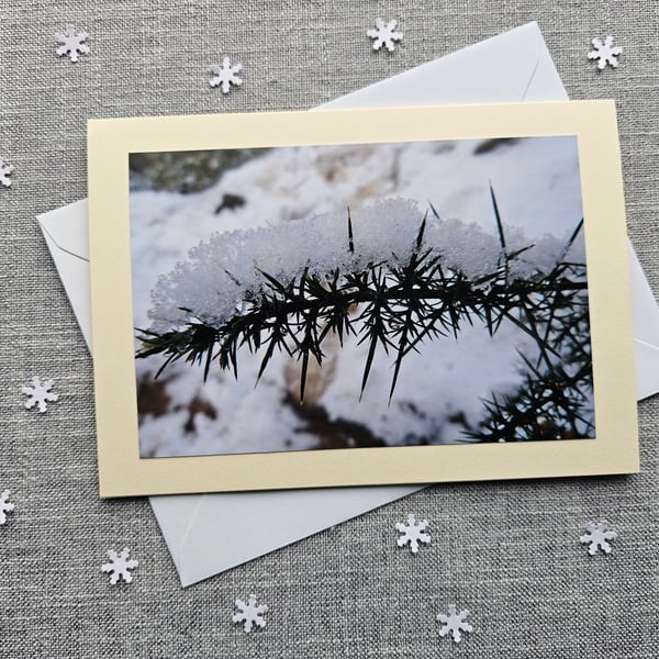 Snow covered Gorse Large Blank Photographic Card Size 7" x 5" (18cm x 12.5cm)