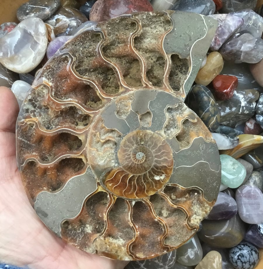 Stunning Substantial Half Polished Ammonite for Jewellery Designer or photo prop