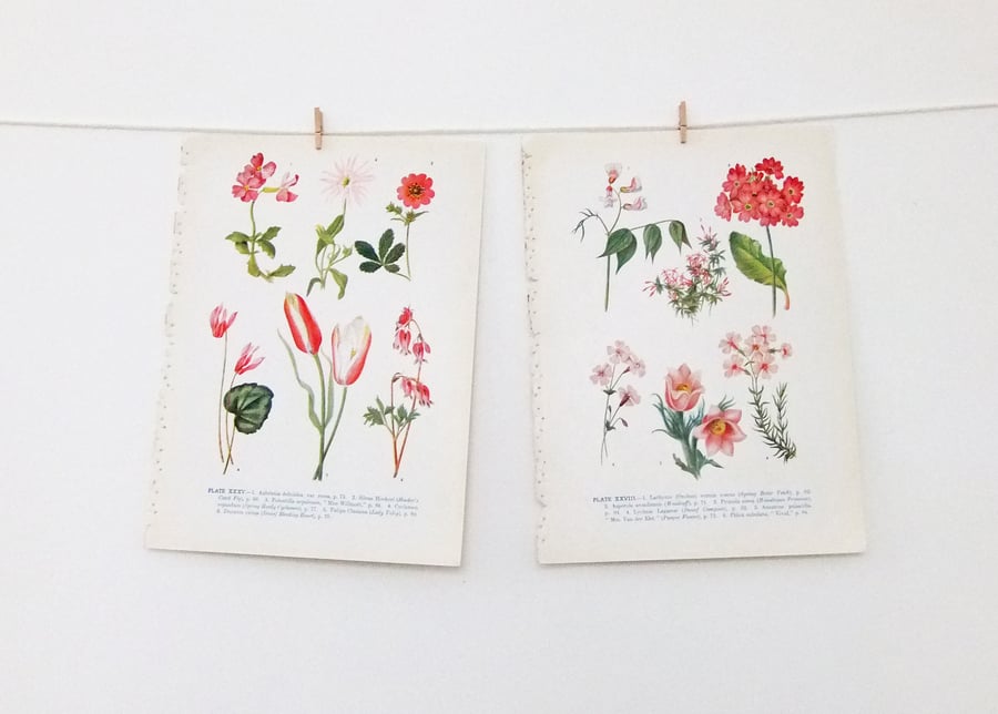 Vintage Flower Illustrations