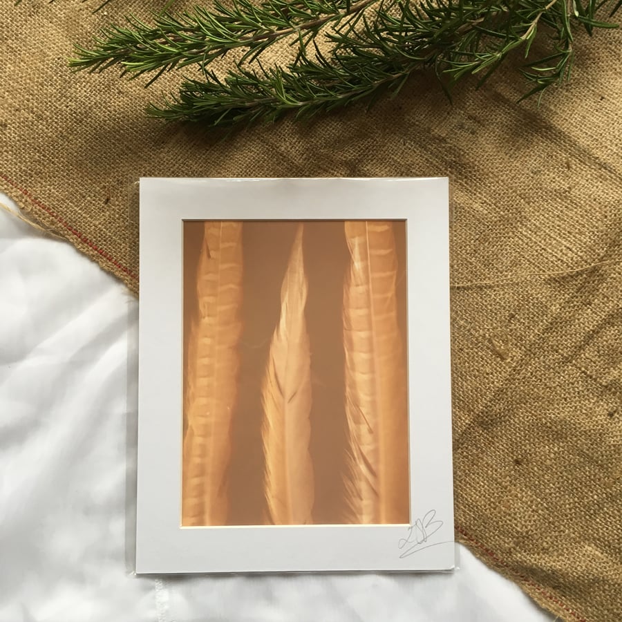 Pheasant Feathers Mounted Lumen Print