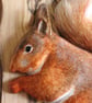 Red squirrel panel - Image 4