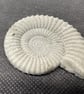  2-8  Ammonite Hand-CastFossil  detailed reconstituted stone ammonites design 