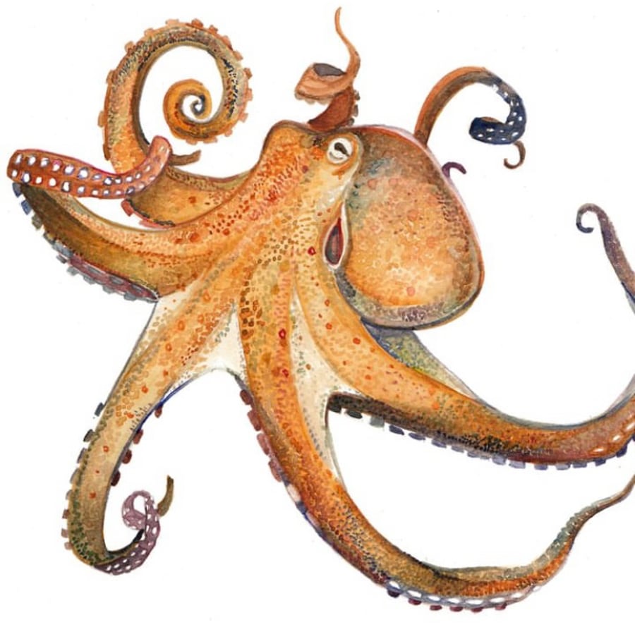Octopus mounted print
