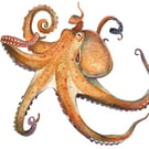 Octopus mounted print