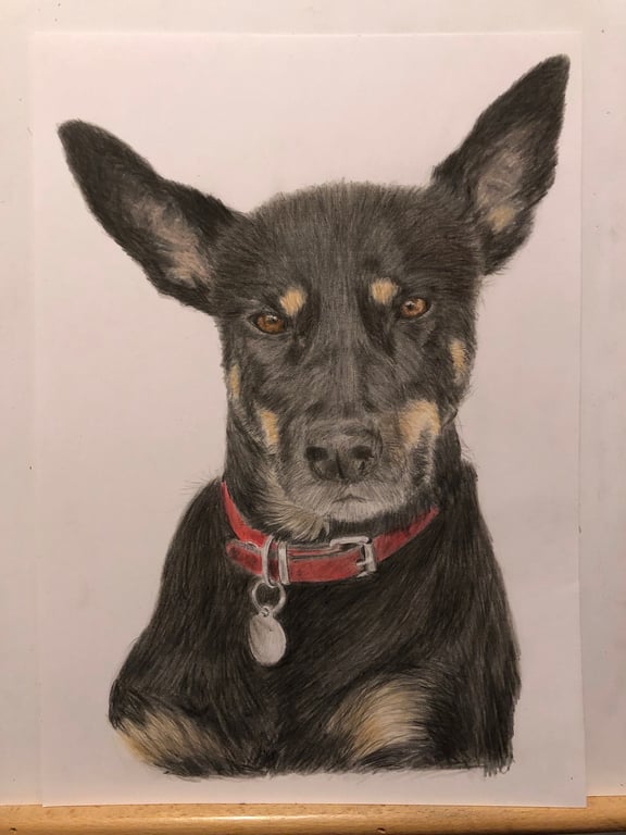 A4 Custom Pet Portrait made with Coloured Pencil