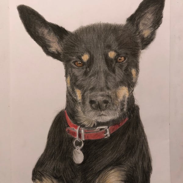 A4 Custom Pet Portrait made with Coloured Pencil