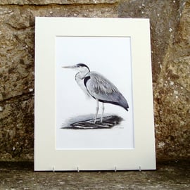 Heron Original Coloured Pencil Drawing