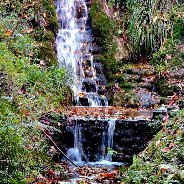 Picture Ninesprings Waterfalls Yeovil Somerset Black and White or Colour print