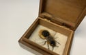 FIFTY BEES 4 - bees 151 to 200 - 2020 at Black Swan Arts in Frome 