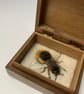 185b Megachile ligniseca or Female Woodcarving Leafcutter Bee - Textile Art