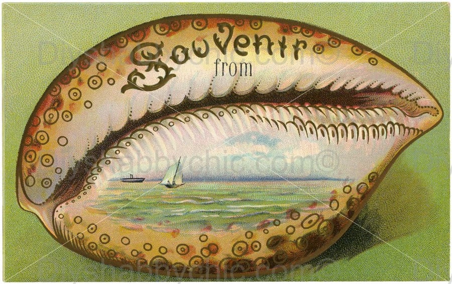 Waterslide Furniture Decal Vintage Image Transfer Shabby Chic Souvenir Seashell