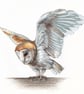 Greetings card - blank - Barn Owl - Image 2