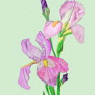 A4 print of pink irises