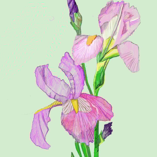 A4 print of pink irises