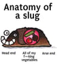 Anatomy Of A Slug A Gardeners Enemy Funny Fridge Magnet - Image 1
