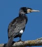Cormorant A5 Blank Greeting Card - Image 2