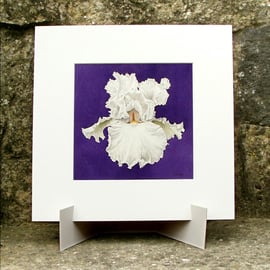 White Iris Flower - Original Watercolour Painting