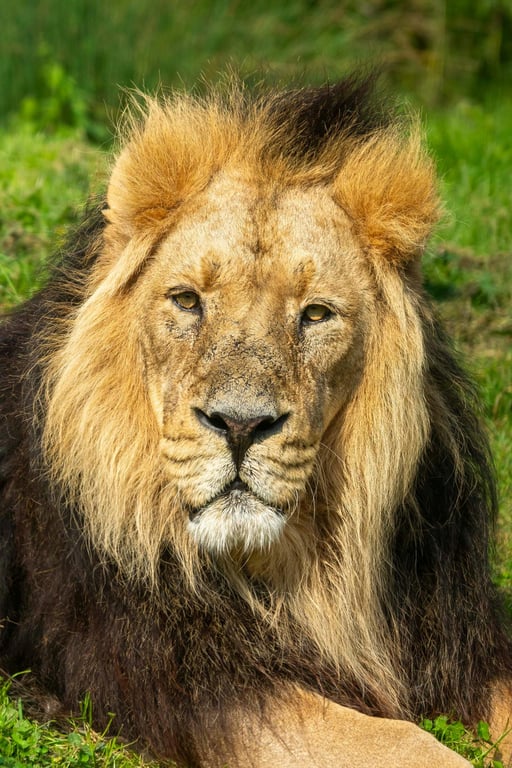 Asiatic Lion stare print