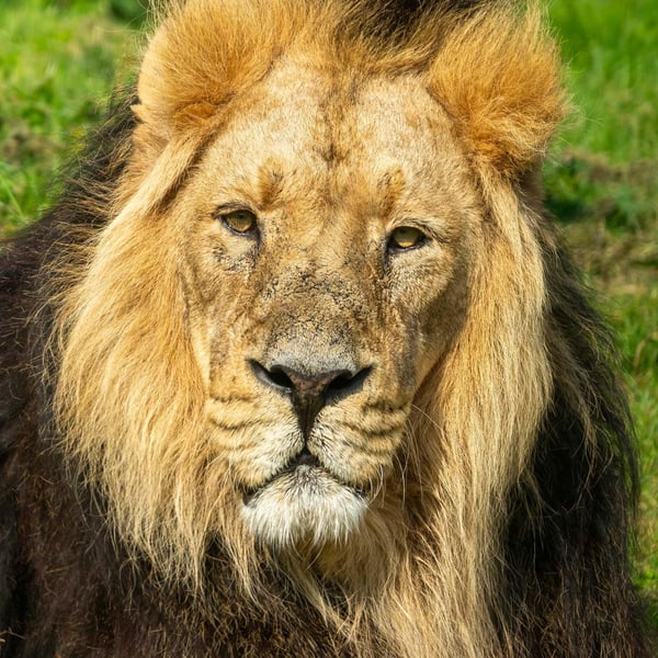 Asiatic Lion stare print