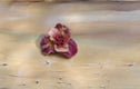 Handmade Felted Wool  Brooches