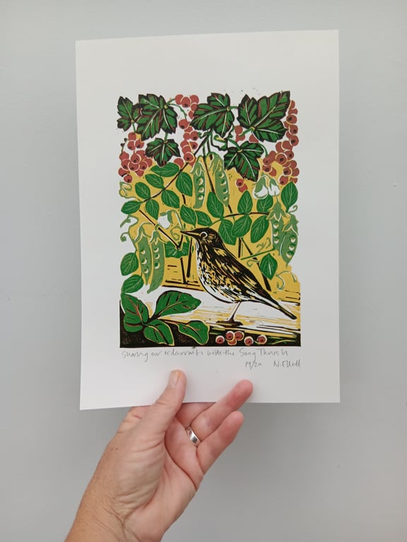 'Sharing our redcurrants with the Song Thrush' - linoprint