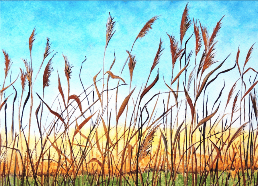 Summer Fen Reeds Field Landscape Greeting Card from Original Watercolour