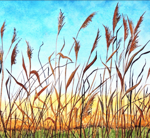 Summer Fen Reeds Field Landscape Greeting Card from Original Watercolour
