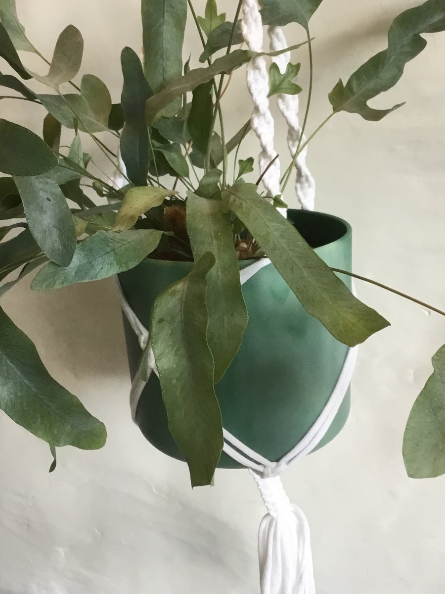 Macrame plant holder. Made using an up-cycled, white tee shirt