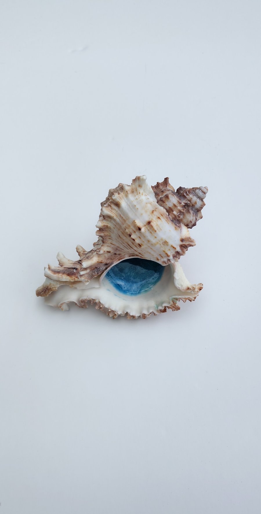 Seashell with an ocean design inside