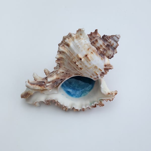 Seashell with an ocean design inside