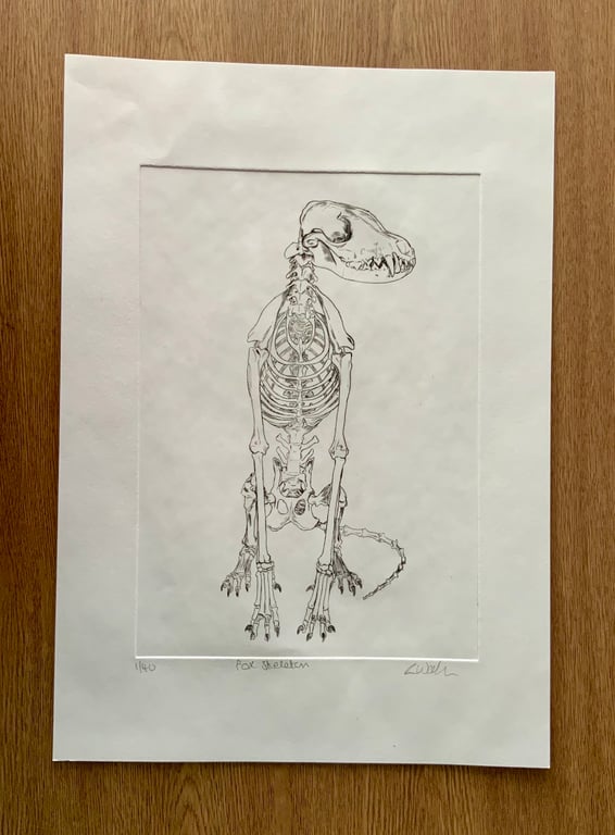 Drypoint Etching Print of a Fox Skeleton, Original Wildlife Art 