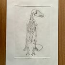 Drypoint Etching Print of a Fox Skeleton, Original Wildlife Art 