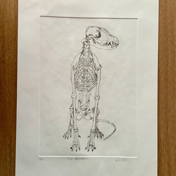 Drypoint Etching Print of a Fox Skeleton, Original Wildlife Art 