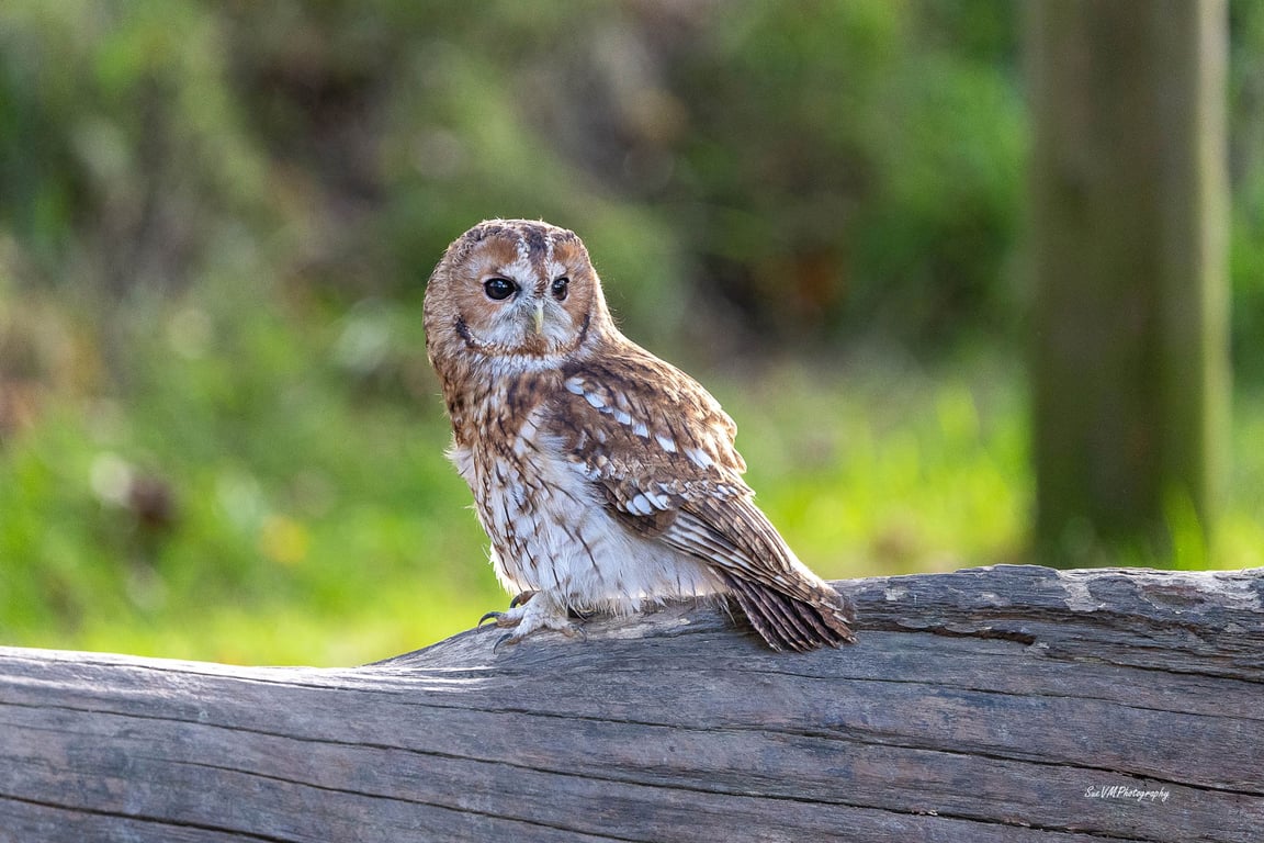 Tawny Owl - Limited Edition Original Hand-Signed Mounted Photographs