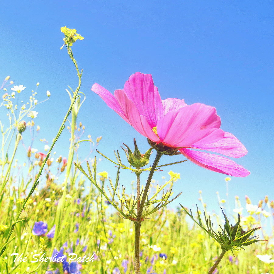 Flower.  A card featuring an original photograph.  Blank inside.