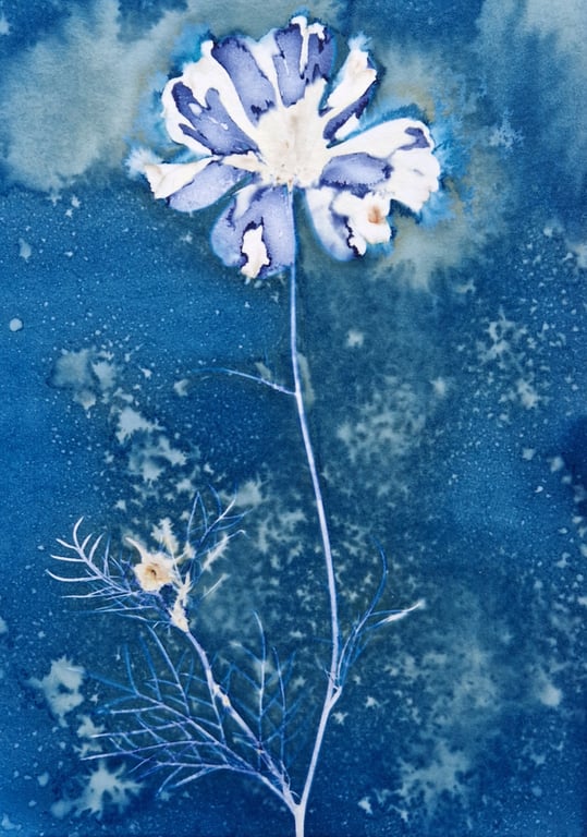 Cosmos Flower Cyanotype Card