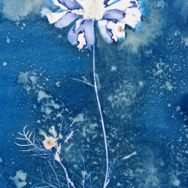 Cosmos Flower Cyanotype Card