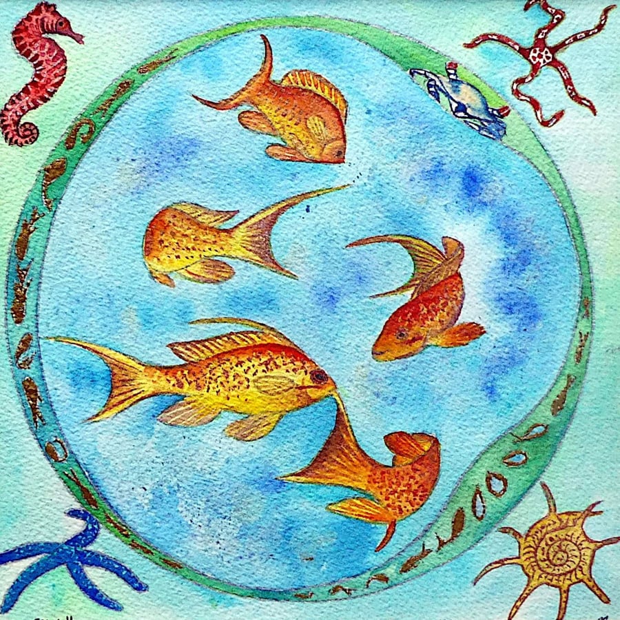 Lyretail Anthias Fish