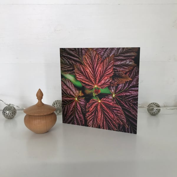 Greetings Card - Blank Photographic Greetings Card - New Sycamore Leaves