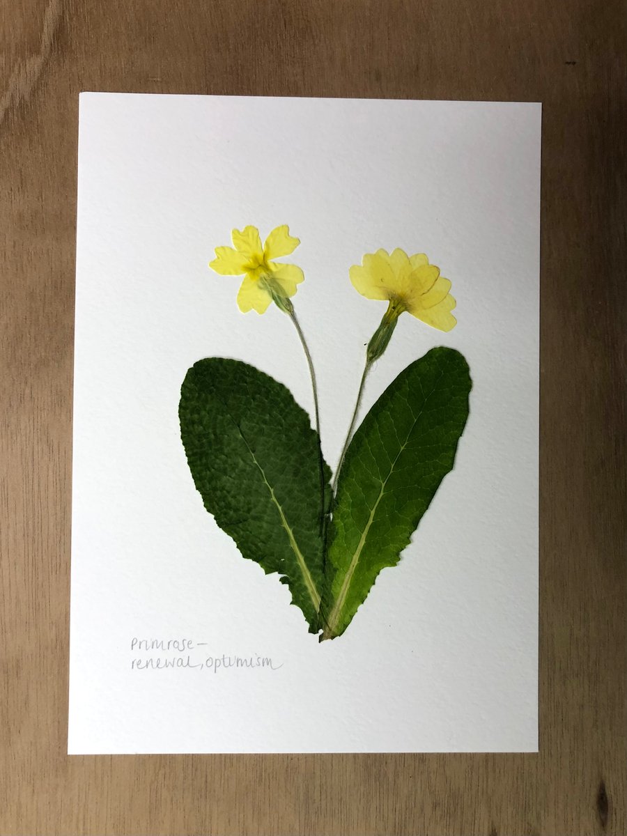 Pressed Primrose flower - A5