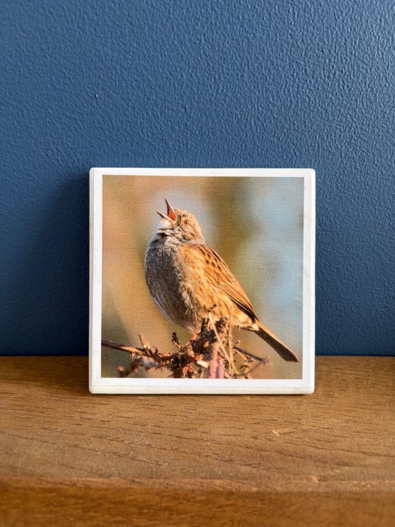 Singing Dunnock Bird Ceramic Coaster 