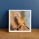 Singing Dunnock Bird Ceramic Coaster 
