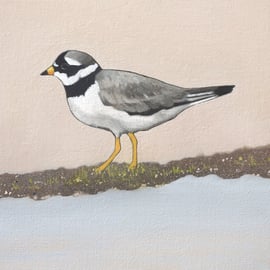 Ringed Plover